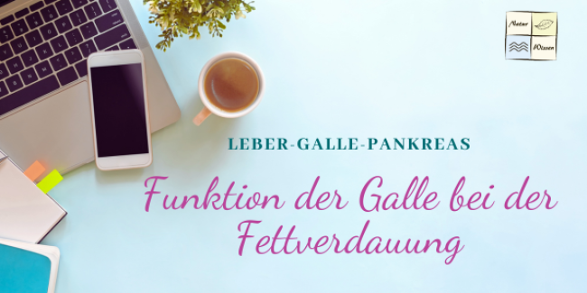 Funktion der Galle bei der Fettverdauung