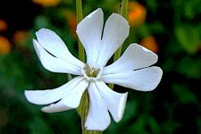 Luzides Träumen und Traumpflanzen