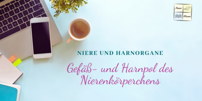 Gefäß- und Harnpol des Nierenkörperchens