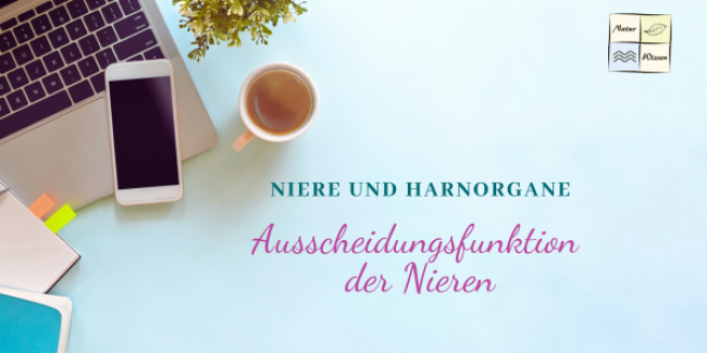 Ausscheidungsfunktion der Nieren