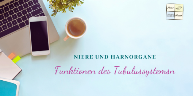 Funktionen des Tubulussystems