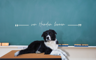 Pädagogik-Hund 'Die Grundausbildung 2.0'