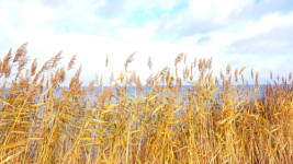 Audio Übungen von Ricarda