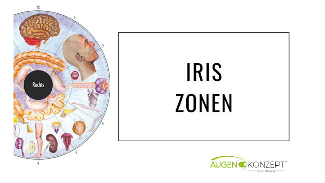 Grundlagen der Iris-Zonen