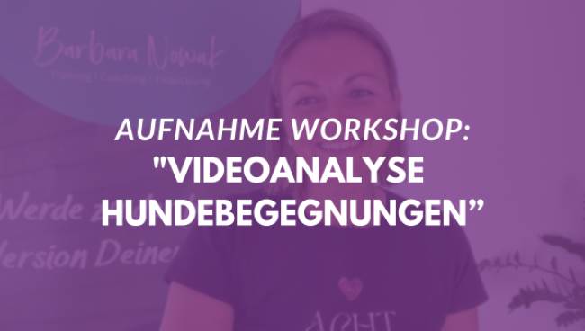 Videoanalyse Hundebegegnungen