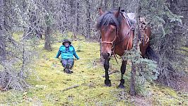 Bonus 1 - Pferde-Coaching Tour in den Rocky Mountains