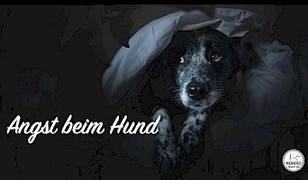 Angst beim Hund