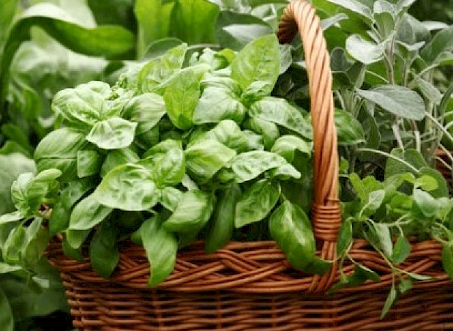 Die Bitterstoffe präsentiert uns das Feuer-Element