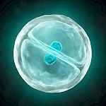 Zellschutz auf einen Blick