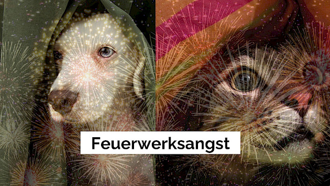 Feuerwerkangst /Silvesterangst