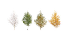 Jahreslauf der Erde und Jahreszeiten