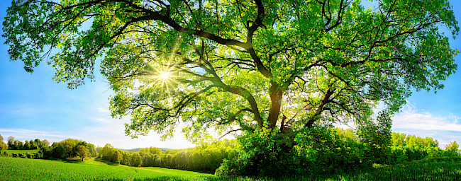 Tiefgehende, heilsame Einschlaf-Hypnose zur Traumabewältigung