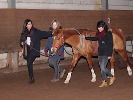 Ausbildung zum Coach mit Tieren
