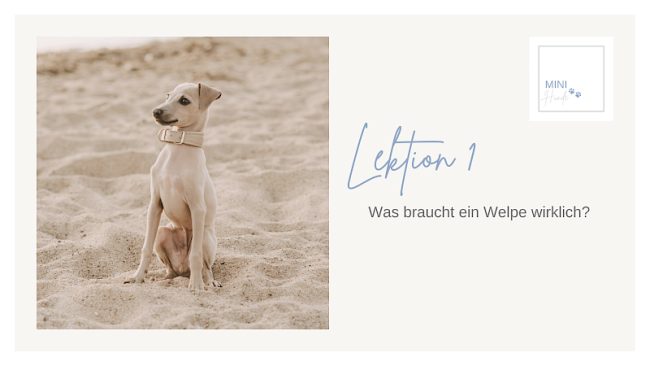 Lektion 1: Was braucht ein Welpe wirklich?