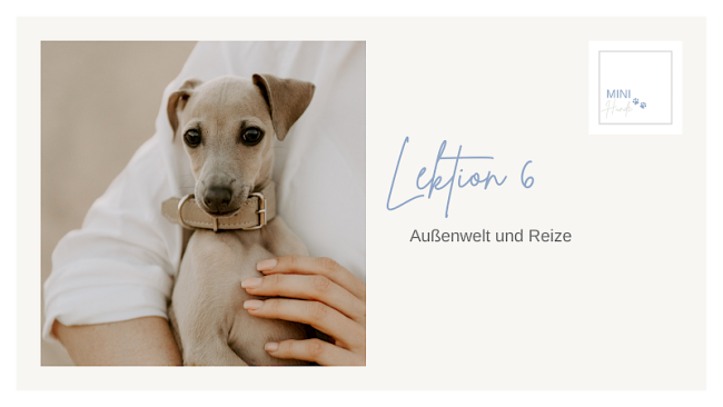 Lektion 6: Außenwelt und Reize