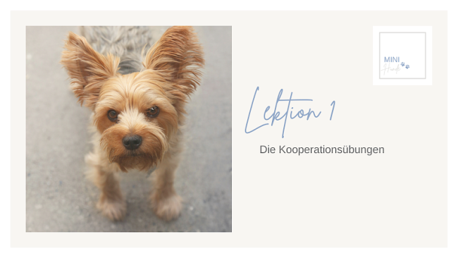 Lektion 1: Die Kooperationsübungen