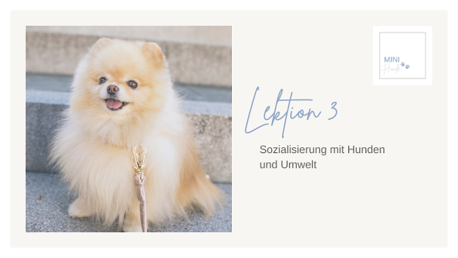 Lektion 3: Sozialisierung mit Hunden und Umwelt