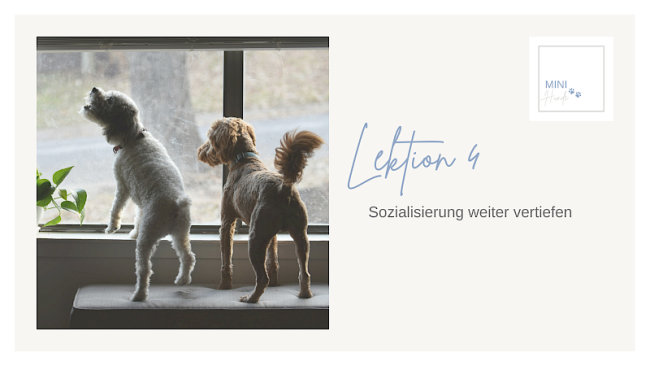 Lektion 4: Sozialisierung weiter vertiefen