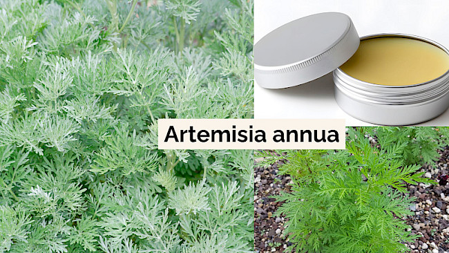 Artemisia annua