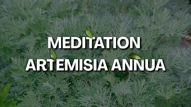 Artemisia annua Meditation