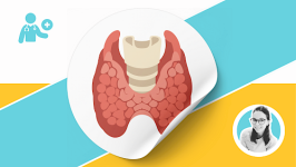 Hormone und Endokrines System