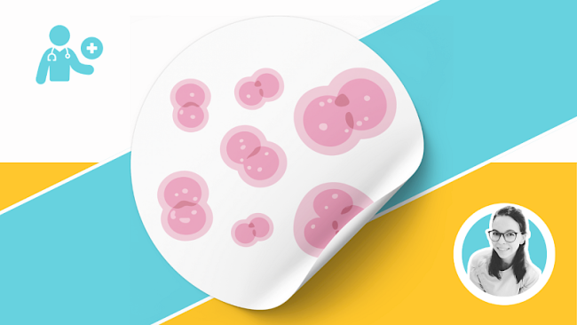 Zellzyklus, Mitose und Meiose