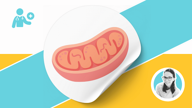 Chromosomale vs. mitochondriale Vererbung