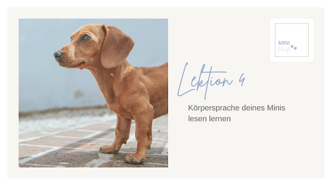 Lektion 4: Körpersprache deines Minis lesen lernen