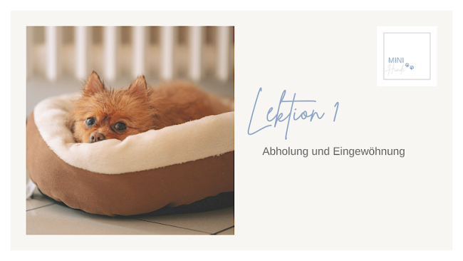 Lektion 1: Abholung und Eingewöhnung
