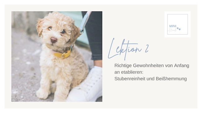 Lektion 2: Richtige Gewohnheiten von Anfang an etablieren: Stubenreinheit und Beißhemmung