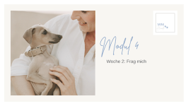 Modul 4: Woche 2: Frag mich