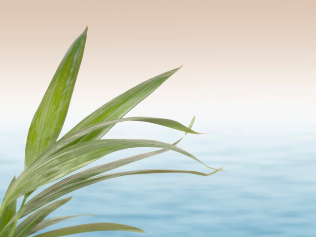 Übergang zur 21-Tage Reinigungsphase