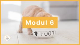 Modul 6 - Welpen füttern