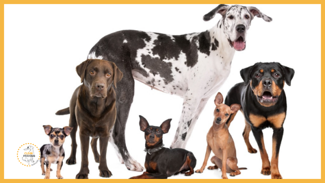 Lektion 1 - Ist der Hund ein Wolf?