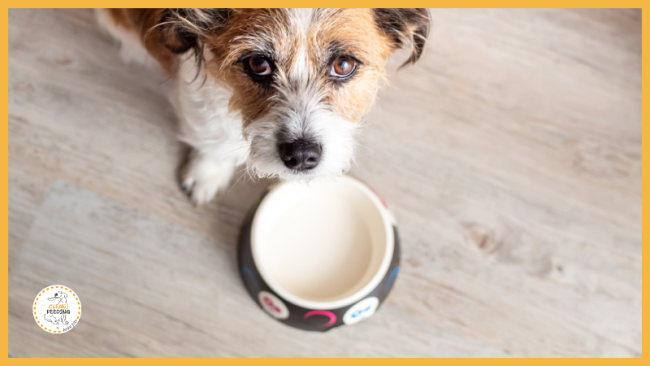 Lektion 2 - Wie füttert man ohne Konzept?