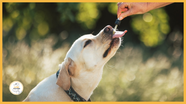 Lektion 3 - Benötigte Nahrungsergänzungen