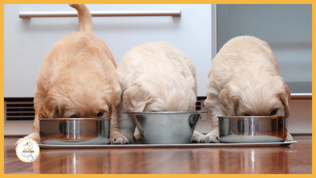 Lektion 2 - Nährstoffbedarf des wachsenden Hundes