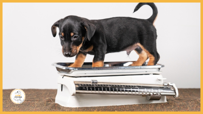 Lektion 4 - Gewichtsentwicklung und Wachstumskurven