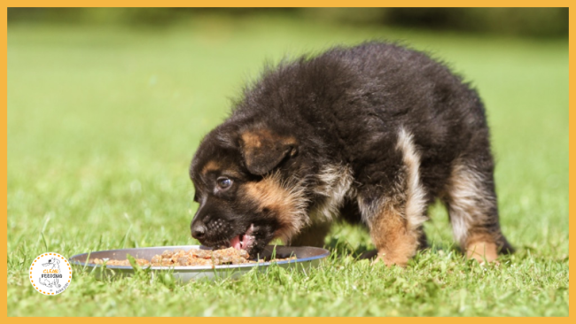 Lektion 5 - Rationsgestaltung 2.-4. Monat