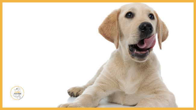 Lektion 6 - Rationsgestaltung 5.-6. Monat