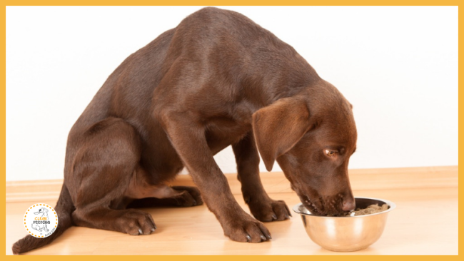 Lektion 7 - Rationsgestaltung 7.-12. Monat