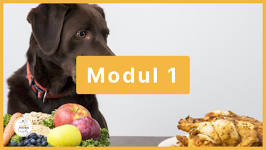 Modul 1 - Der Hund und die vegetarische Ernährung