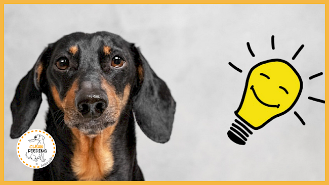 Lektion 1 - Ist vegane Hundeernährung "bescheuert"?