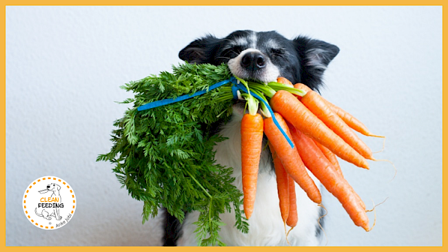 Lektion 2 - Der Hund und die vegetarische Ernährung