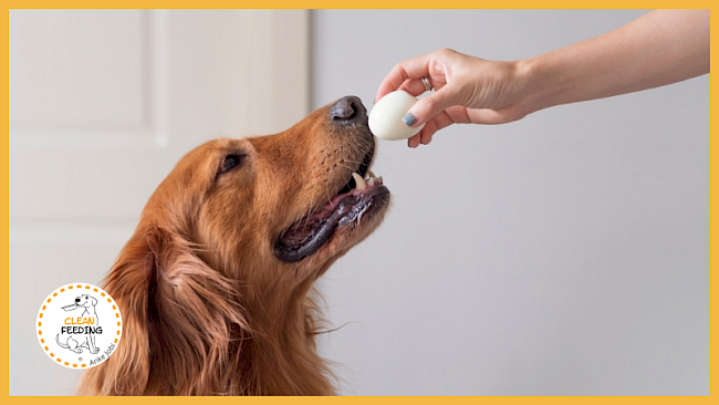 Lektion 2 - Tierische Nahrungsmittel