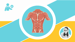 Muskelphysiologie