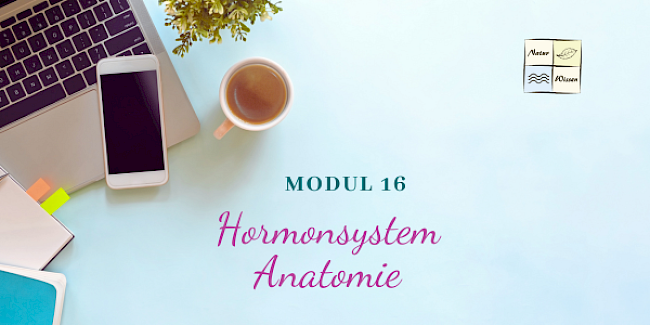 Anatomie