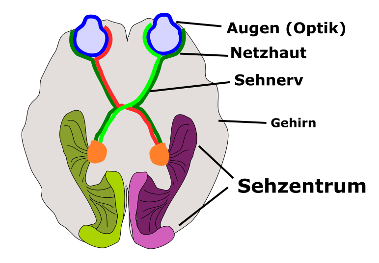sehzentrum.1606985019.png