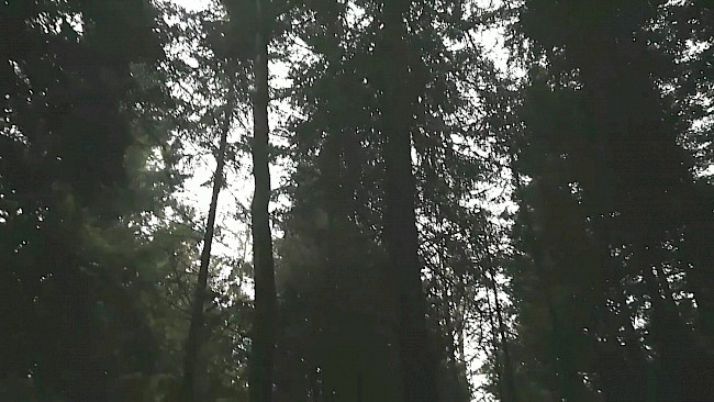 Tag 15 Kraft tanken_Übung Krafttiermeditation