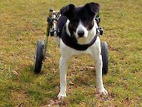 Der Tierschutzhund mit Behinderung